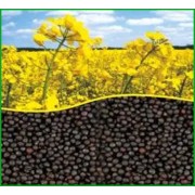 Кормові культури. Сидерати